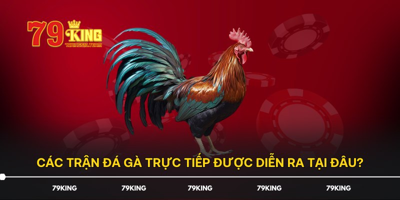 Các trận đá gà trực tiếp được diễn ra tại đâu?